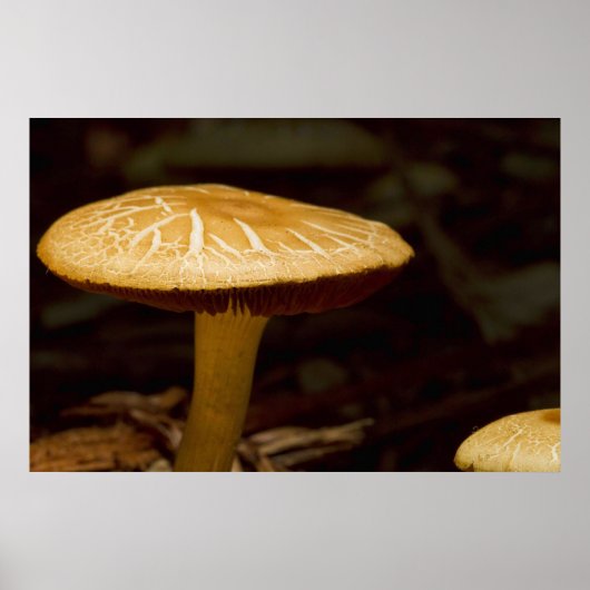 ゴールデンモーニング ポスター (正面)