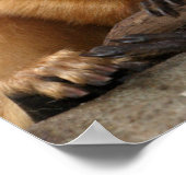 ゴールデンライオンタマリンベビー ポスター (角)