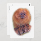 ゴールデンライオンタマリン、ゴールデンマーモセットモンキーブラジル ポストカード (正面/裏面)