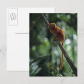 ゴールデンライオンタマリン(Leontopithecus rosalia) ポストカード (正面/裏面)