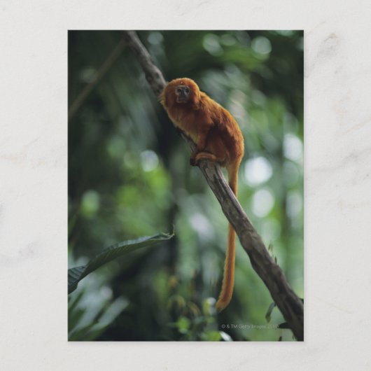 ゴールデンライオンタマリン(Leontopithecus rosalia) ポストカード (正面)