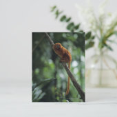 ゴールデンライオンタマリン(Leontopithecus rosalia) ポストカード (スタンド正面)
