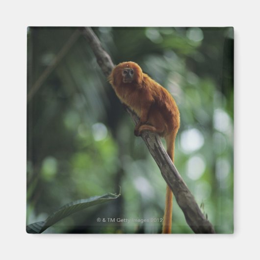 ゴールデンライオンタマリン(Leontopithecus rosalia) マグネット (正面)