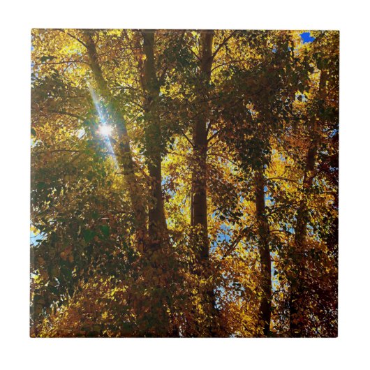 ゴールデンライト タイル (正面)