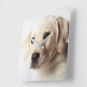 ゴールデンラブラドールパピークローズアップ スクエア壁時計 (傾斜)
