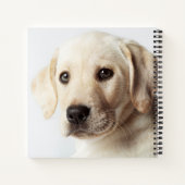 ゴールデンラブラドールパピークローズアップ ノートブック (裏面)