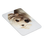 ゴールデンラブラドールパピークローズアップ マグネット (右側)