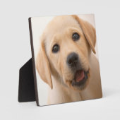 ゴールデンラブラドールパピー フォトプラーク (正面)