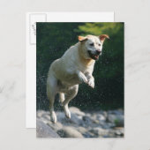 ゴールデンラブラドールレトリバーが川に飛び込む ポストカード (正面/裏面)