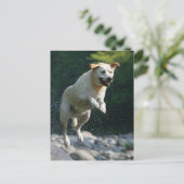 ゴールデンラブラドールレトリバーが川に飛び込む ポストカード (スタンド正面)