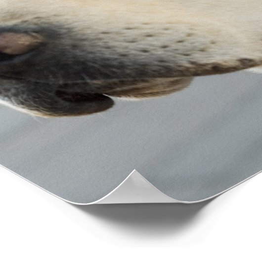 ゴールデンラブラドールレトリバー写真 ポスター (角)