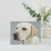 ゴールデンラブラドールレトリバー写真 ポストカード (スタンド正面)