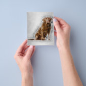 ゴールデンラブラドールレトリバー8歳 チラシ (手)