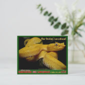 ゴールデンランセヘッド、最も危険な絶滅危惧ヘビ ポストカード (スタンド正面)