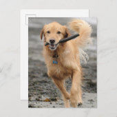 ゴールデンランニングレトリバーの口にスティック ポストカード (正面/裏面)