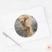 ゴールデンランニングレトリバーの口にスティック ラウンドシール (封筒)