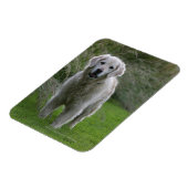 ゴールデンリトランニングリーバーの2 マグネット (左側)