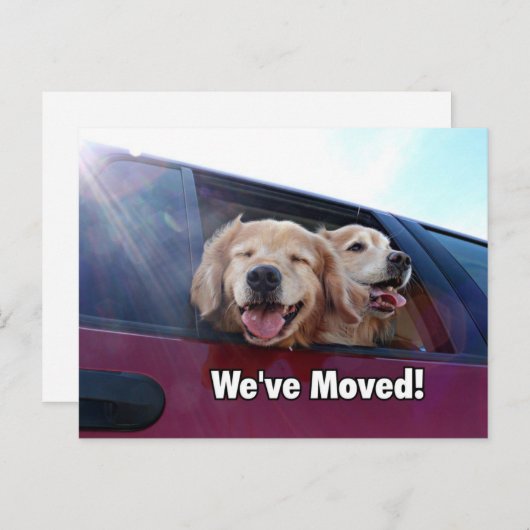 ゴールデンリトリバー引っ越しましたの新しいアドレス 案内ポストカード (正面/裏面)