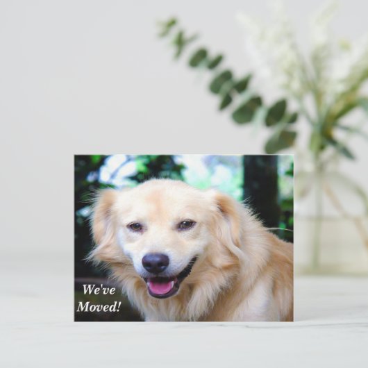 ゴールデンリトリバー引っ越しましたの新しいアドレス 案内ポストカード (スタンド正面)
