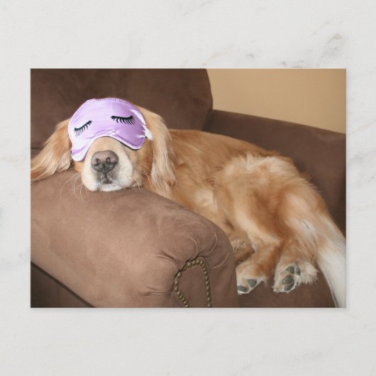 ゴールデンリトリバー退職葉書 ポストカード (正面)