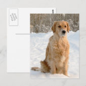 ゴールデンリトリバーin the snow ポストカード (正面/裏面)