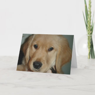ゴールデンリトリーバーの子犬 カード