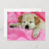 ゴールデンリトリーバーの子犬 ポストカード (正面/裏面)