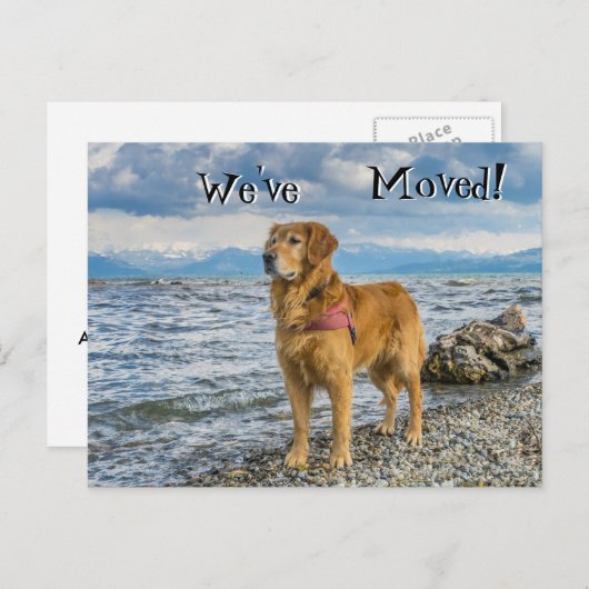ゴールデンレトリエバーアットザビーチ引っ越しました 案内ポストカード (正面/裏面)