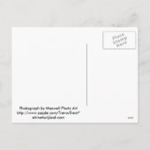 ゴールデンレトリエバーイースターパピーカード&ギフト シーズンポストカード (裏面)