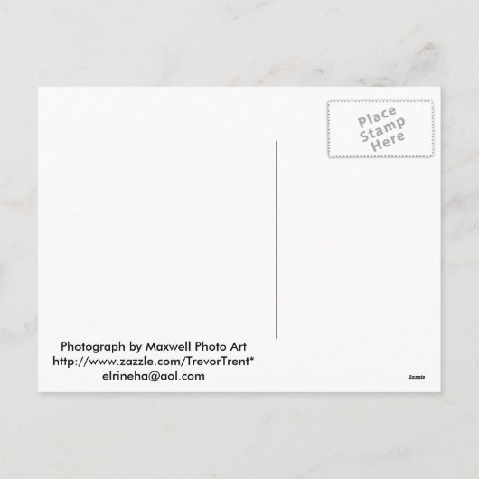 ゴールデンレトリエバーイースターパピーカード&ギフト シーズンポストカード (裏面)