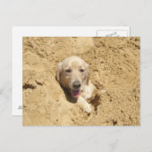 ゴールデンレトリエバーカモフラージュ ポストカード (正面/裏面)