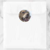 ゴールデンレトリエバーステッカー ラウンドシール (バッグ)