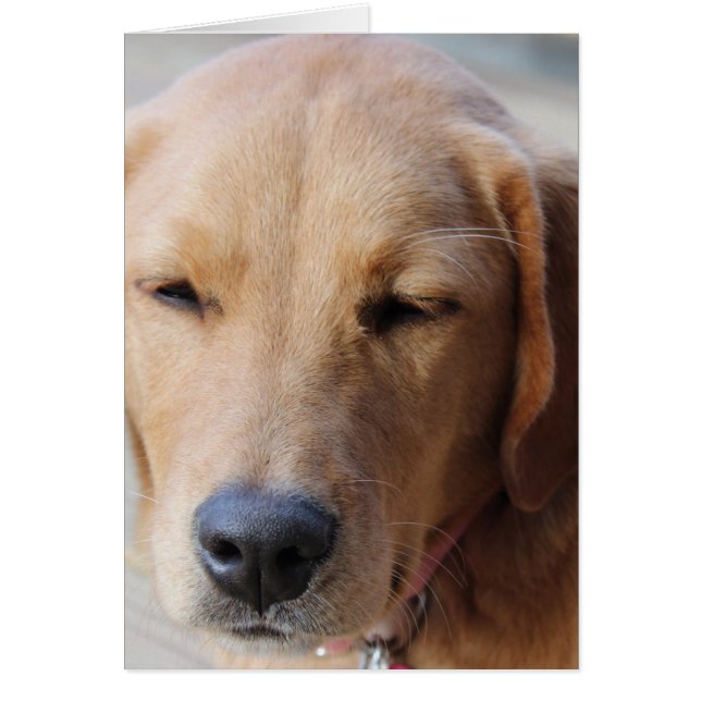 ゴールデンレトリエバードッグ#2 (正面)