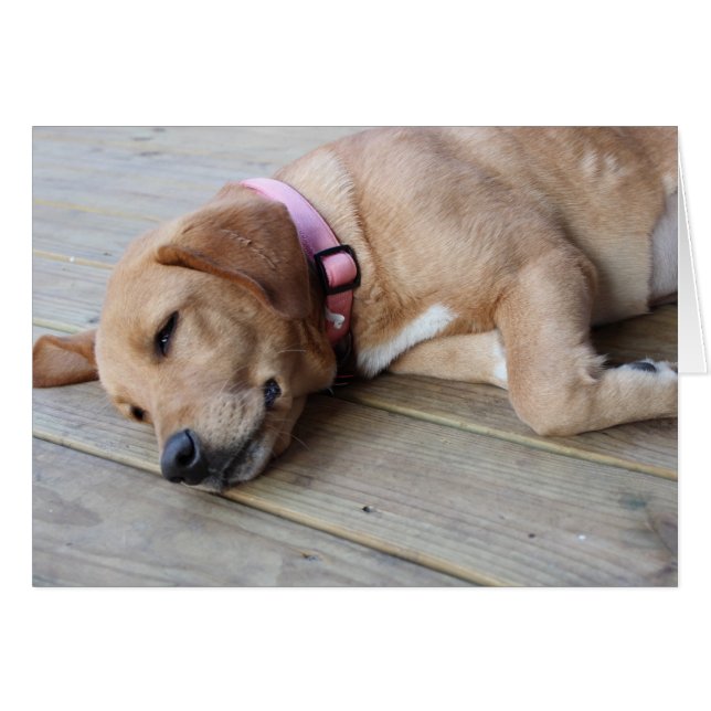 ゴールデンレトリエバードッグ#3 (正面横)