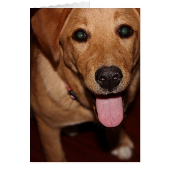 ゴールデンレトリエバードッグ#5 (正面)