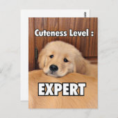 ゴールデンレトリエバーパピカワイネスレベル ポストカード (正面/裏面)