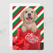 ゴールデンレトリエバーパピーギフトボックスレッドグリーンストライプ シーズンカード (正面/裏面)