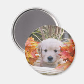 ゴールデンレトリエバーパピー秋のシーン マグネット (正面/裏面)