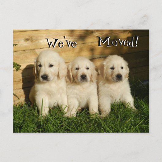ゴールデンレトリエバーパピー。引っ越しました 案内ポストカード (正面)