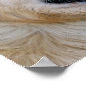 ゴールデンレトリエバーポスター ポスター (角)