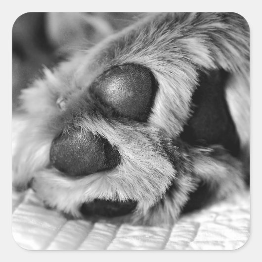 ゴールデンレトリエバーポーラーポーズ スクエアシール (正面)