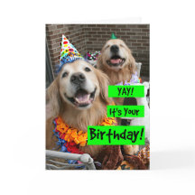 ゴールデンレトリエバーヤイテズあなたの誕生日