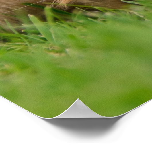 ゴールデンレトリバーかわいい子犬の夢、ペットの写真 ポスター (角)