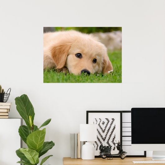 ゴールデンレトリバーかわいい子犬の夢、ペットの写真 ポスター (ホームオフィス)