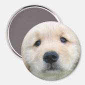 ゴールデンレトリバーかわいい子犬 マグネット (正面/裏面)