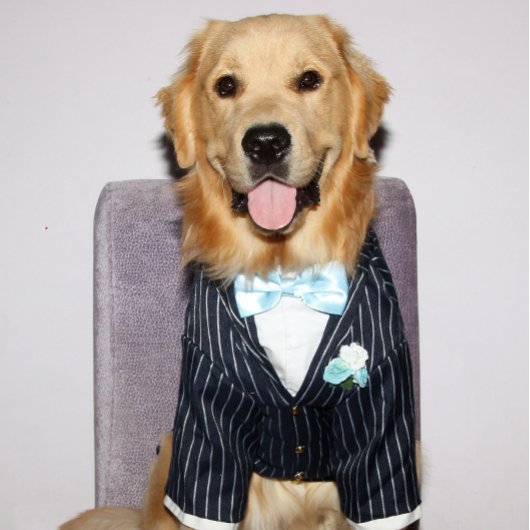 ゴールデンレトリバーに似合う父の日 シーズンカード