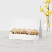 ゴールデンレトリバーの子犬たち カード (黄色い花)