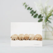 ゴールデンレトリバーの子犬たち ポストカード (スタンド正面)