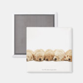 ゴールデンレトリバーの子犬たち マグネット (正面/裏面)