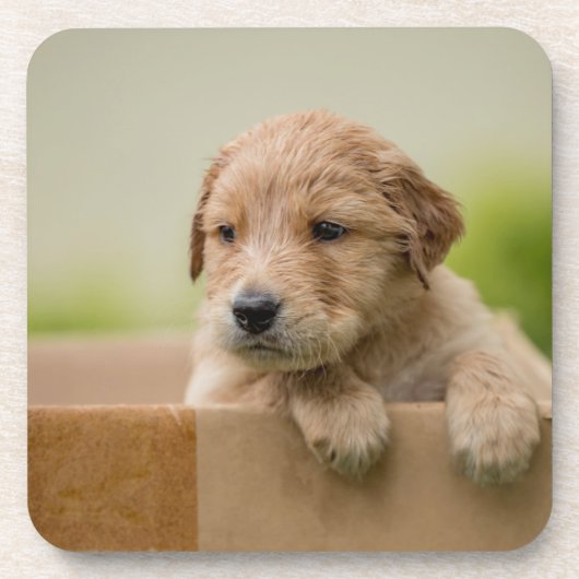 ゴールデンレトリバーの子犬の箱 コースター (正面)